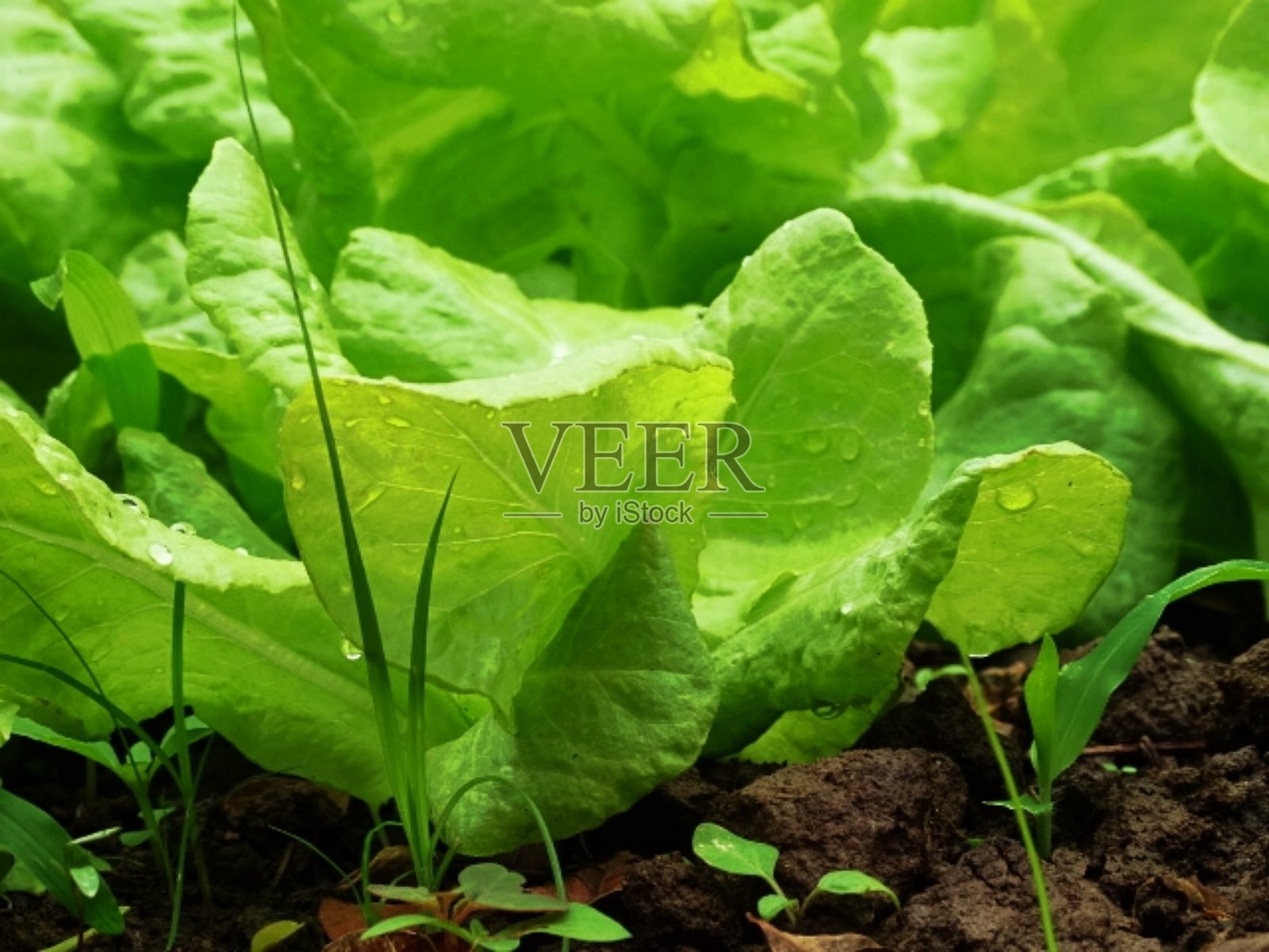 我的生菜照片摄影图片