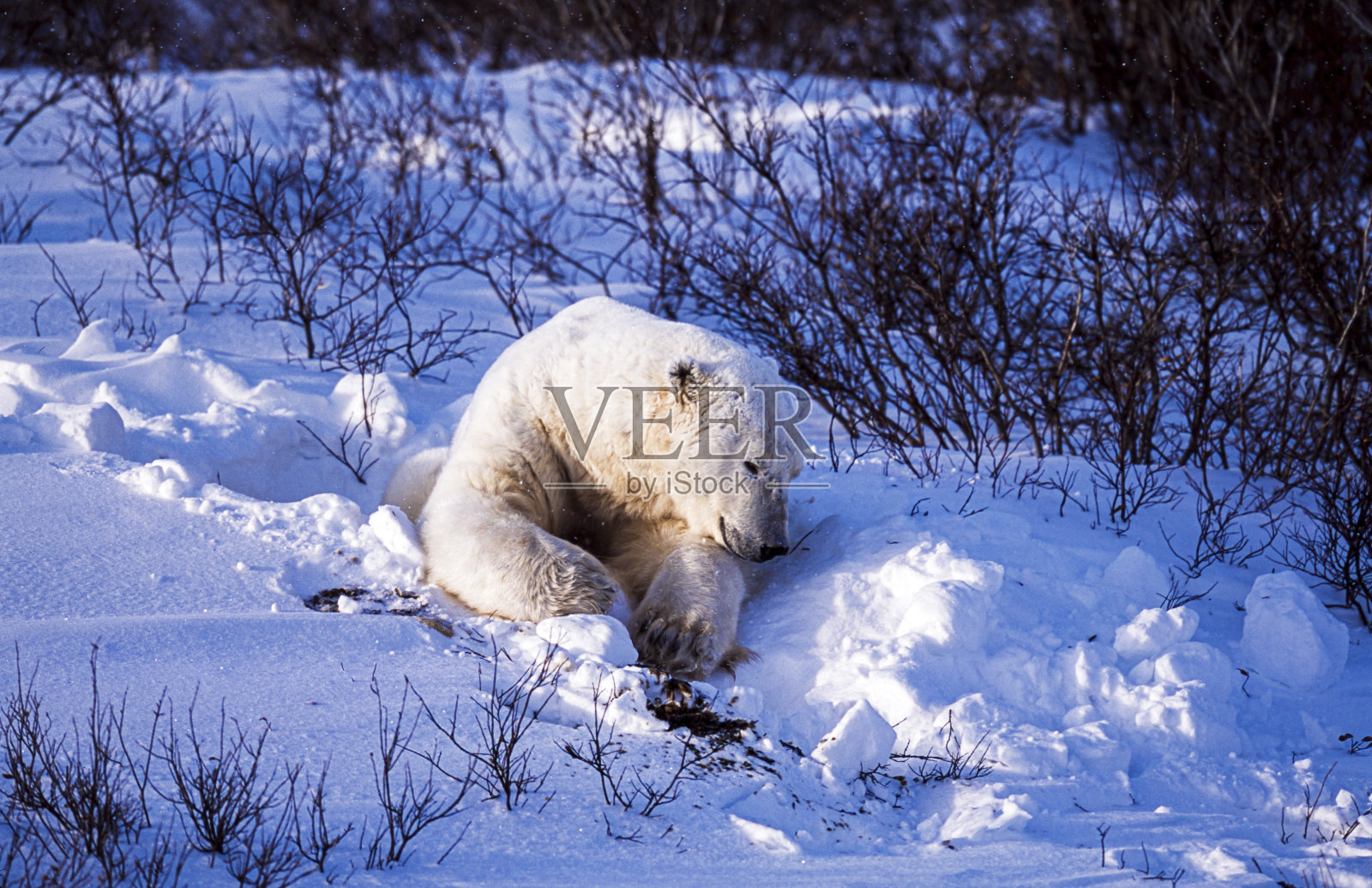 丘吉尔柳树林中的野生北极熊照片摄影图片