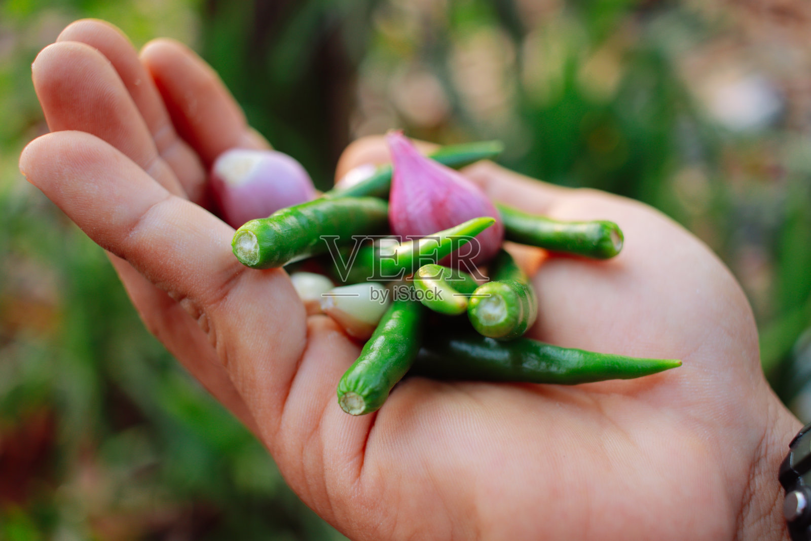 泰国青椒照片摄影图片
