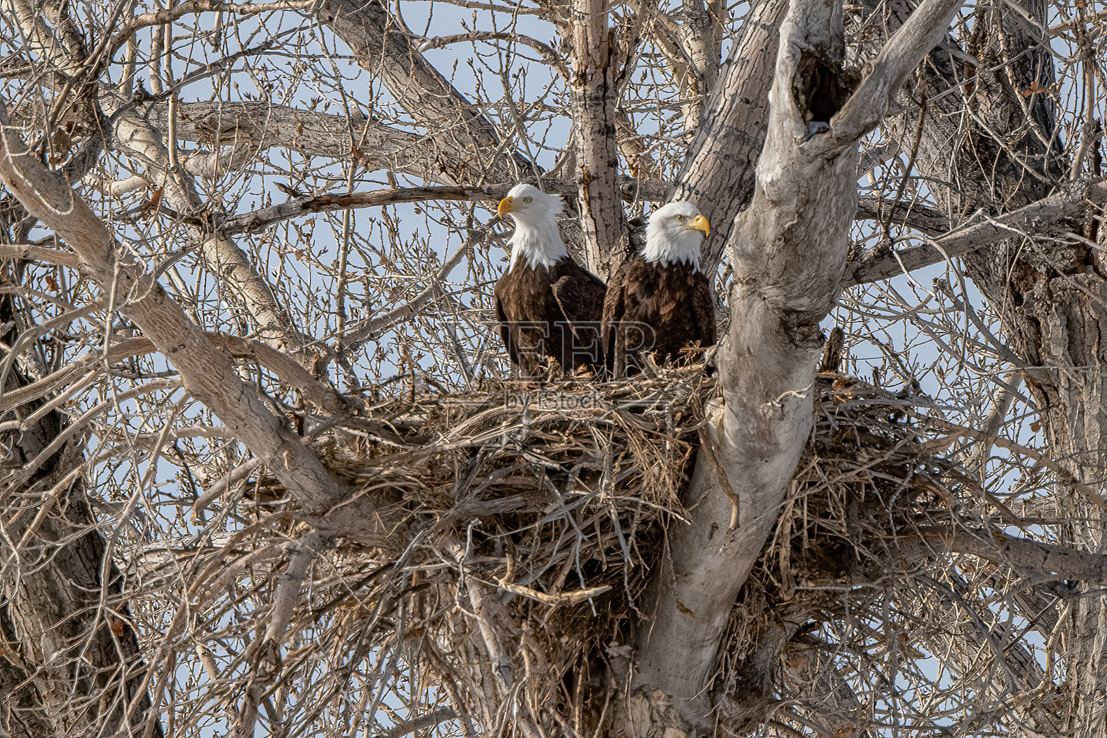 北美洲西部蒙大拿州的白头海雕正在筑巢照片摄影图片