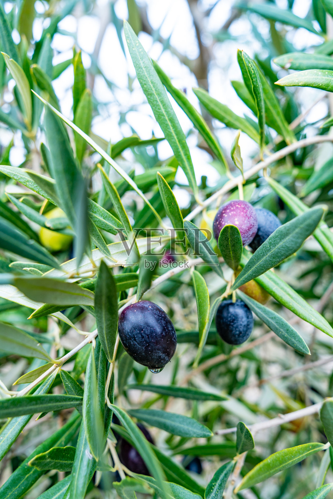 西班牙安达卢西亚的橄榄树上有成熟的橄榄果实,可以榨取橄榄油照片摄影图片