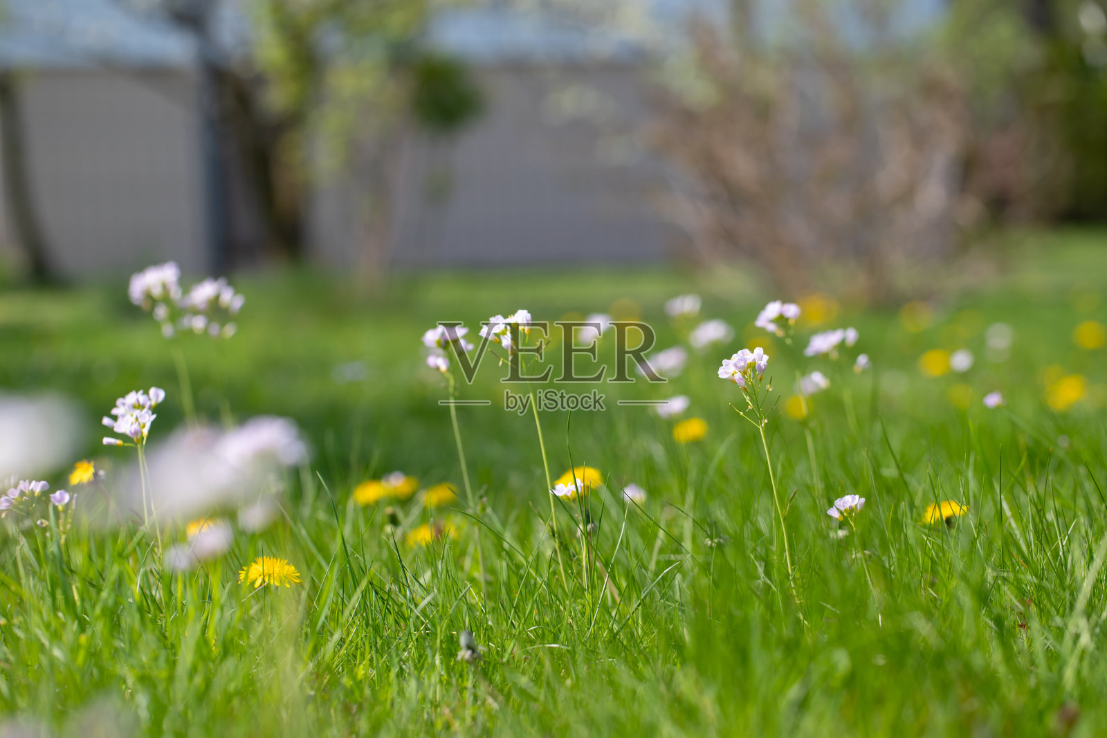 春天林间空地上的蒲公英野花照片摄影图片