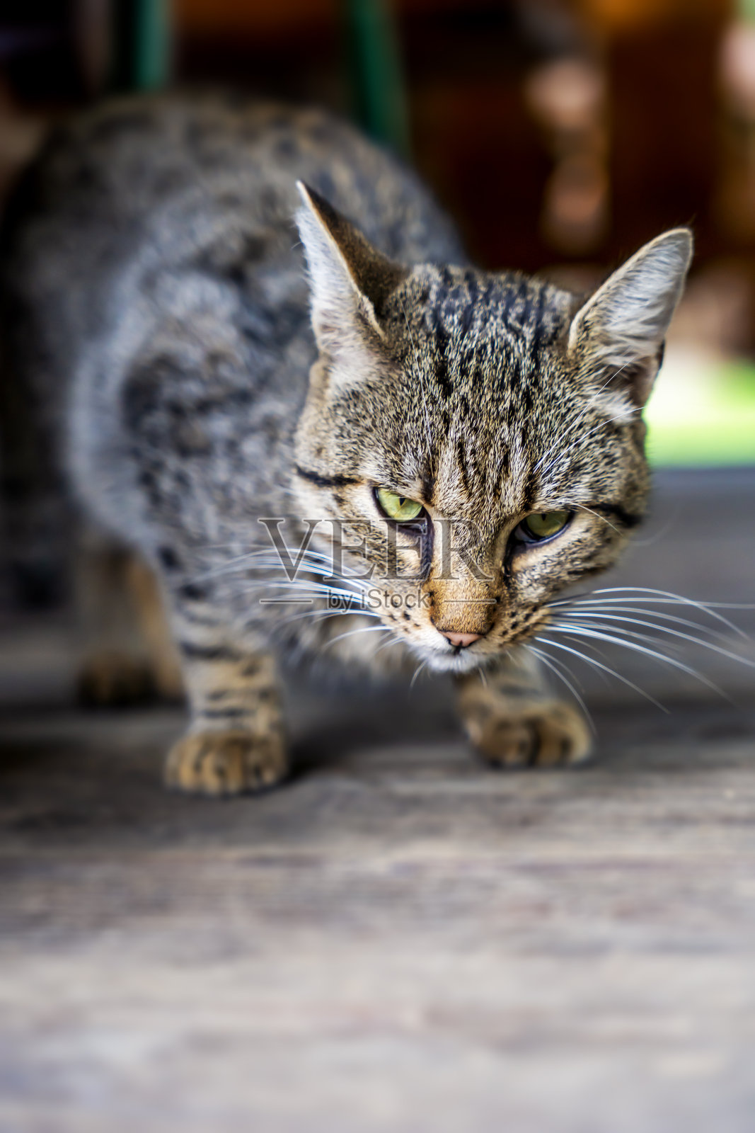 等待食物的灰猫,照片摄影图片