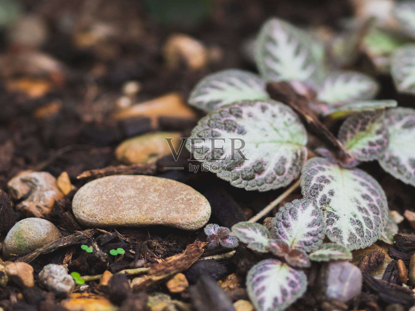 这是一个特写镜头,以无花果、水果和树为特色,周围环绕着鲜花、植物、树叶和霜冻等自然元素,展示了充满活力的紫色色调照片摄影图片