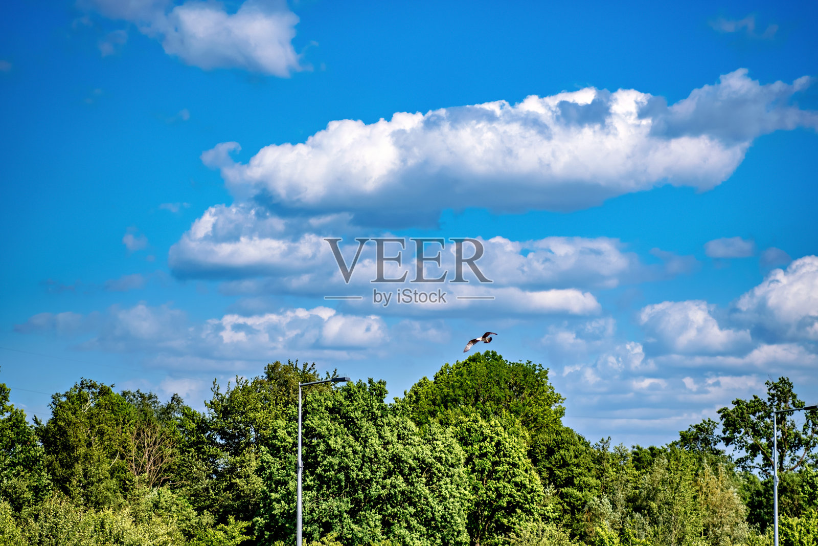 鸟儿飞过树林,映衬着蓝天照片摄影图片