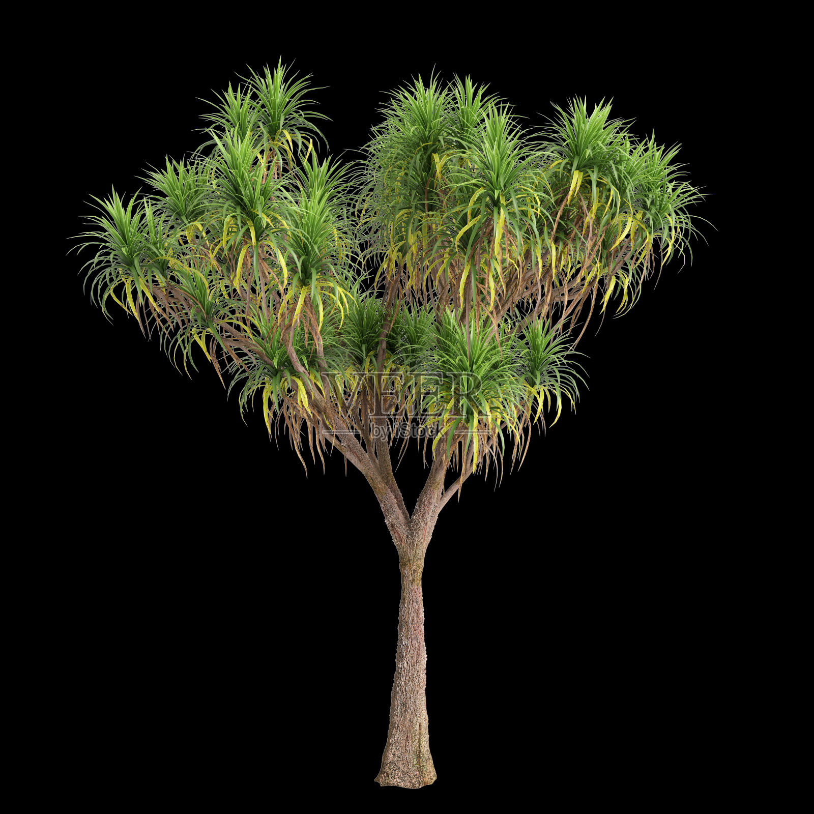 三维插图的冬虫夏草树孤立在黑色背景照片摄影图片