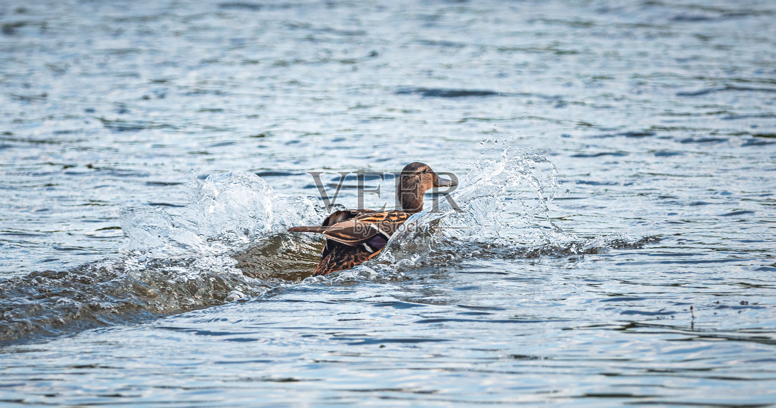野鸭照片摄影图片