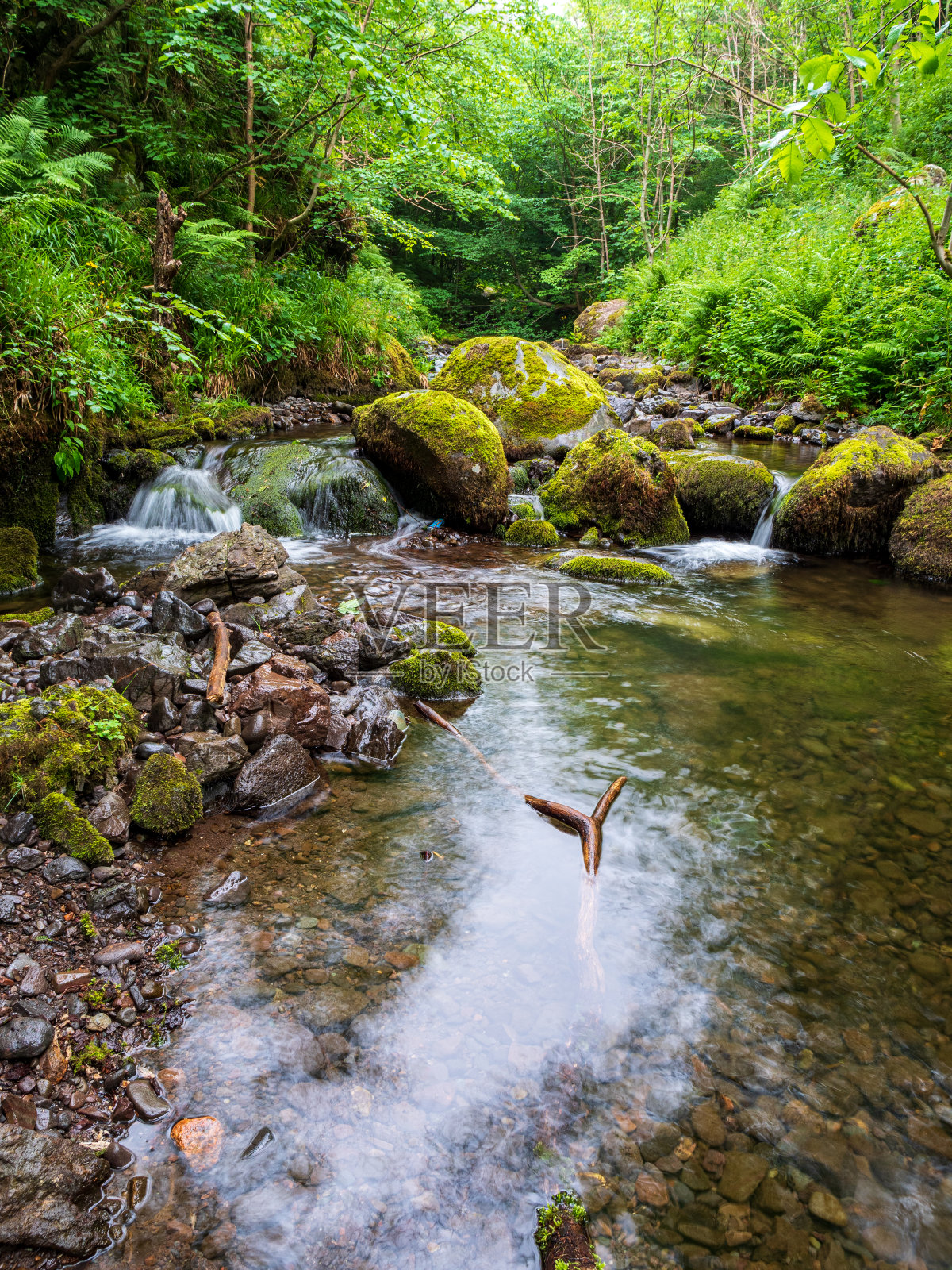 一条郁郁葱葱的林地溪流照片摄影图片
