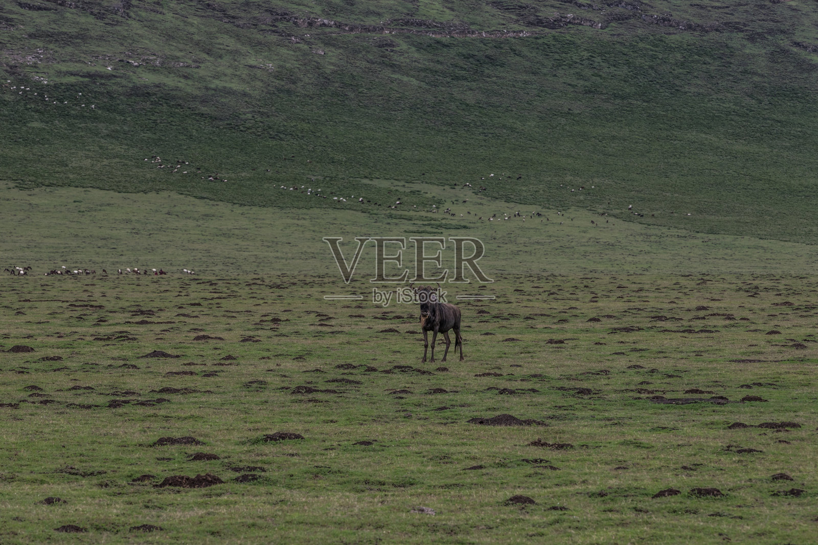 坦桑尼亚塞伦盖蒂平原上的野生斑马照片摄影图片