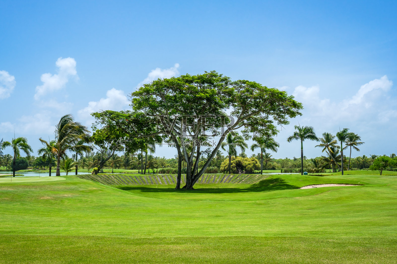 郁郁葱葱的绿色田野,棕榈树和树木照片摄影图片