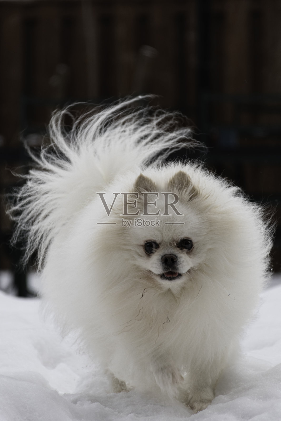 波美拉尼亚的照片摄影图片