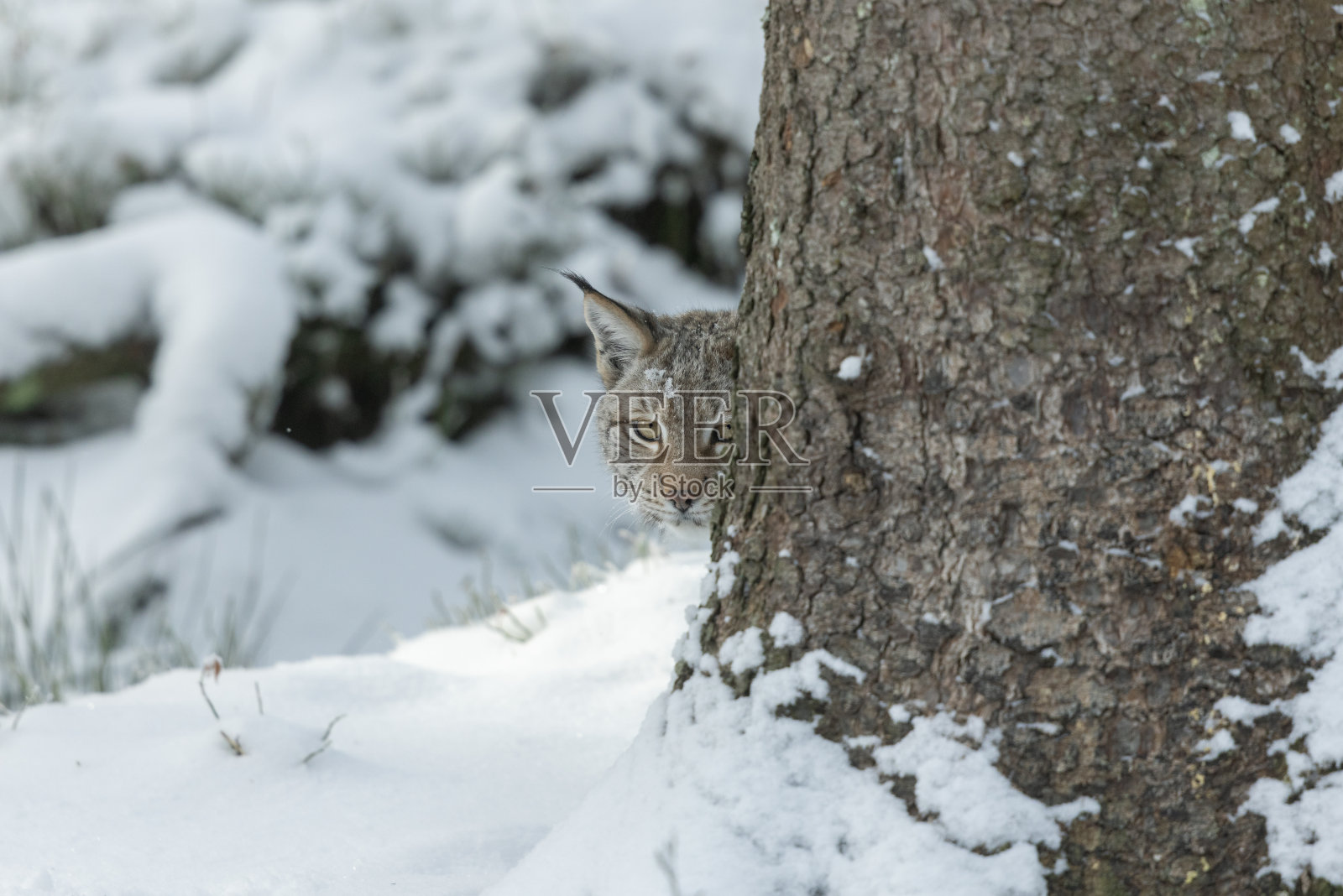 冬季的欧亚猞猁(猞猁)照片摄影图片