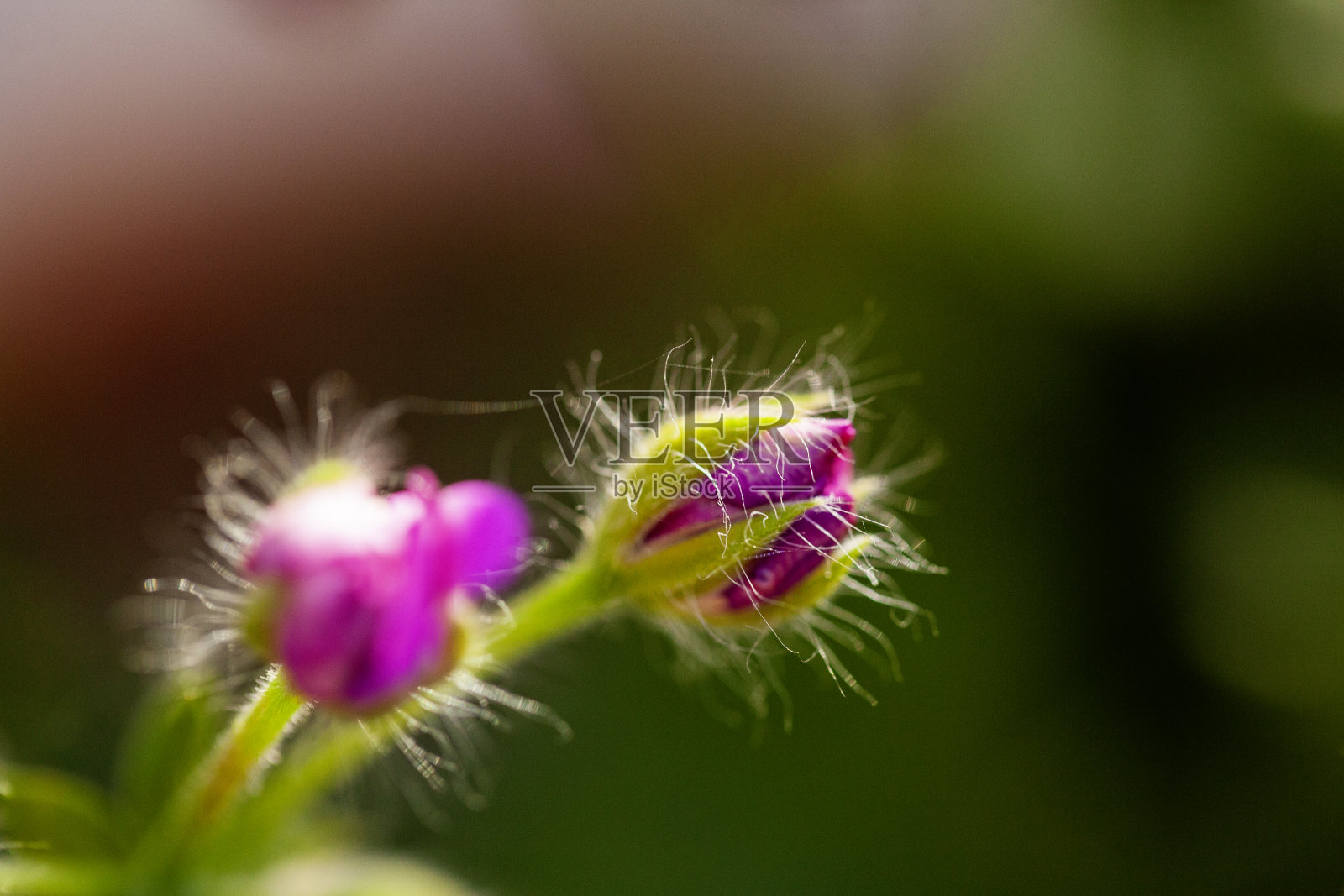 艺术宏观天竺葵“罗珊娜”,蓓蕾阶段股票照片照片摄影图片