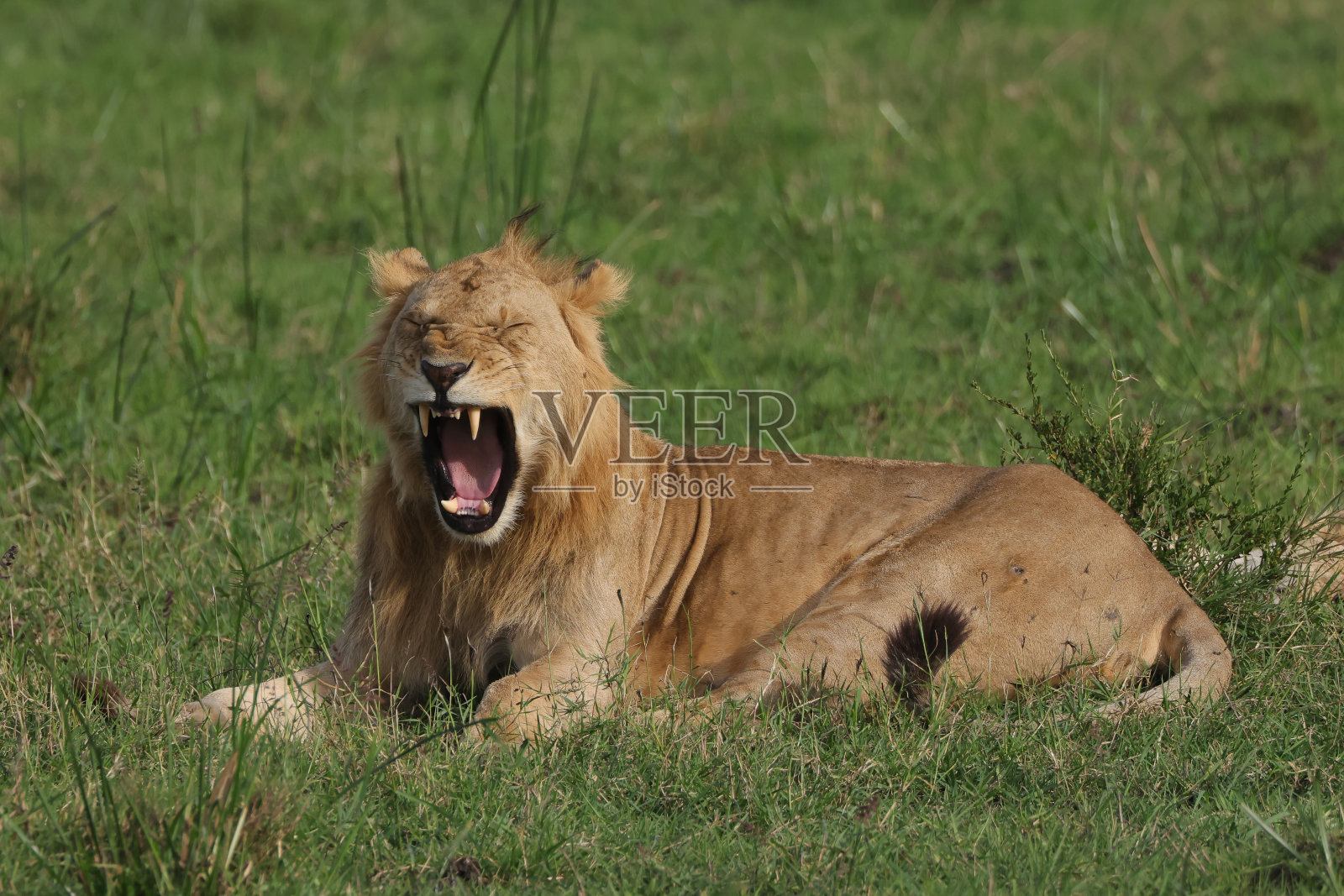 马赛马拉国家公园里打哈欠的雄狮照片摄影图片