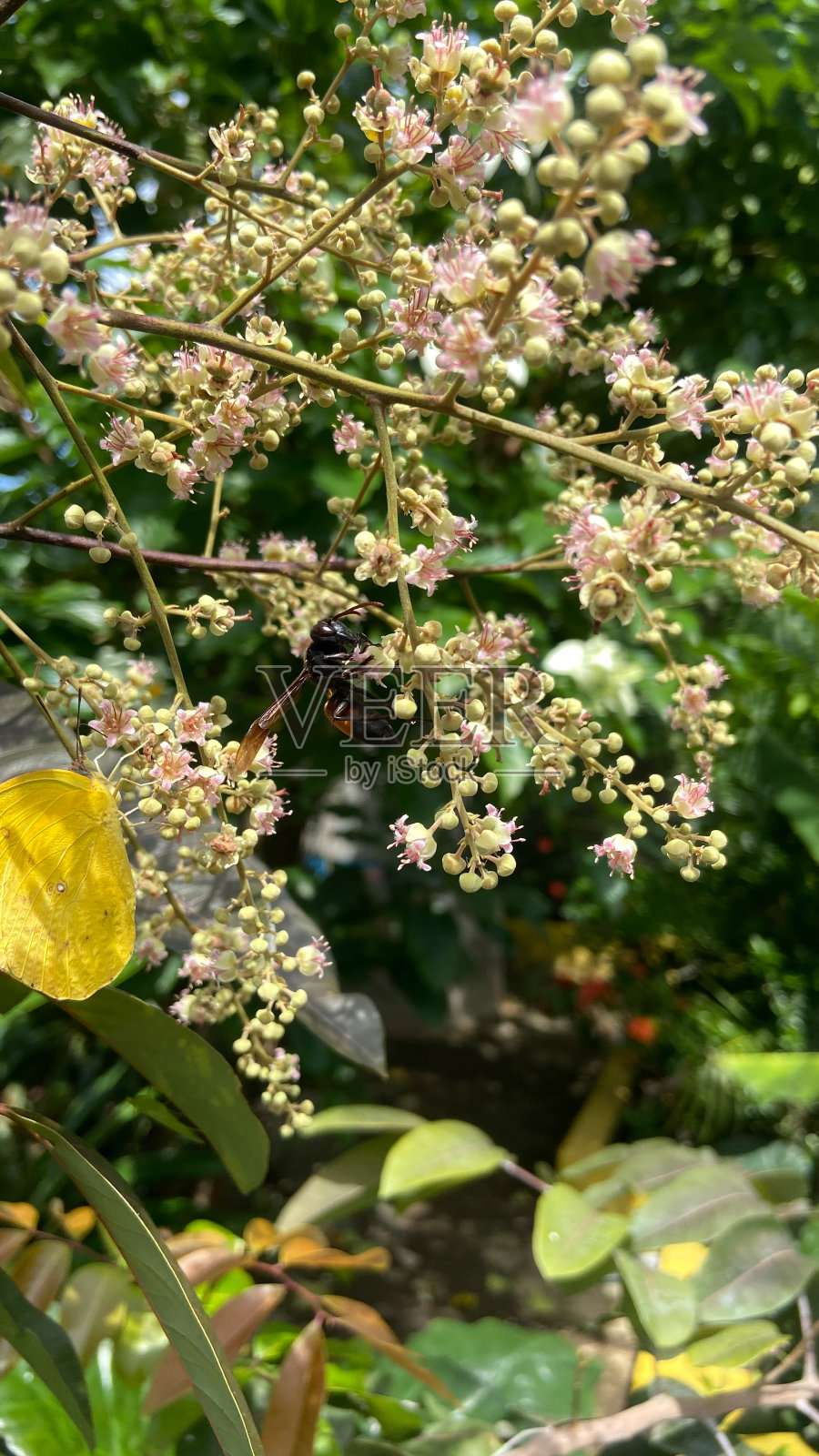 桂圆花和花飞在后院。照片摄影图片