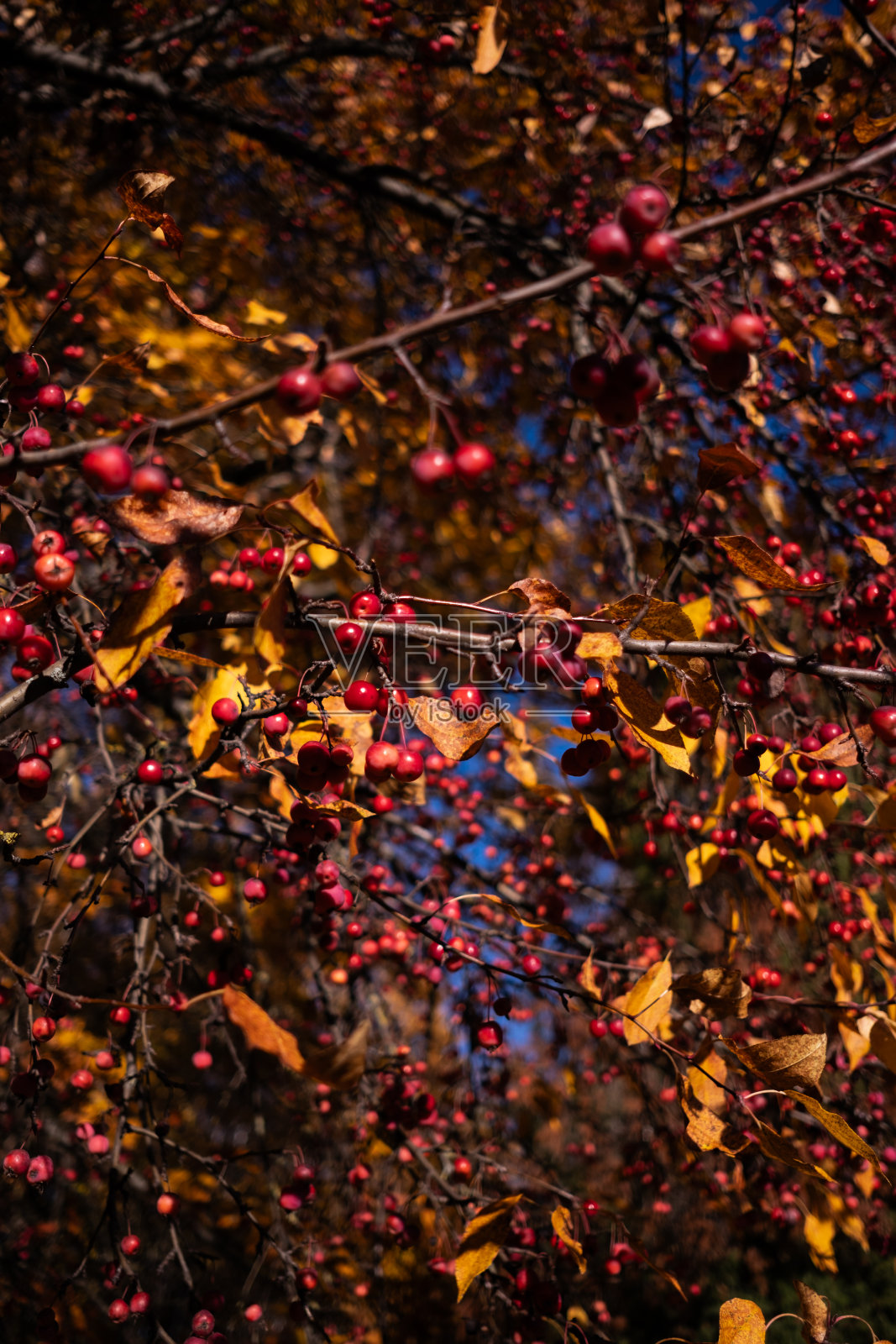 秋天夕阳下的红色浆果照片摄影图片