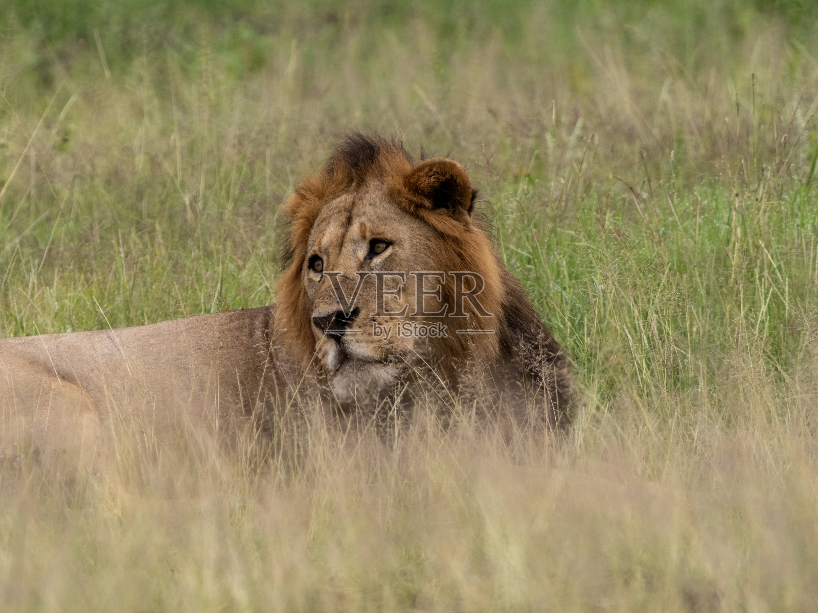 狮子照片摄影图片