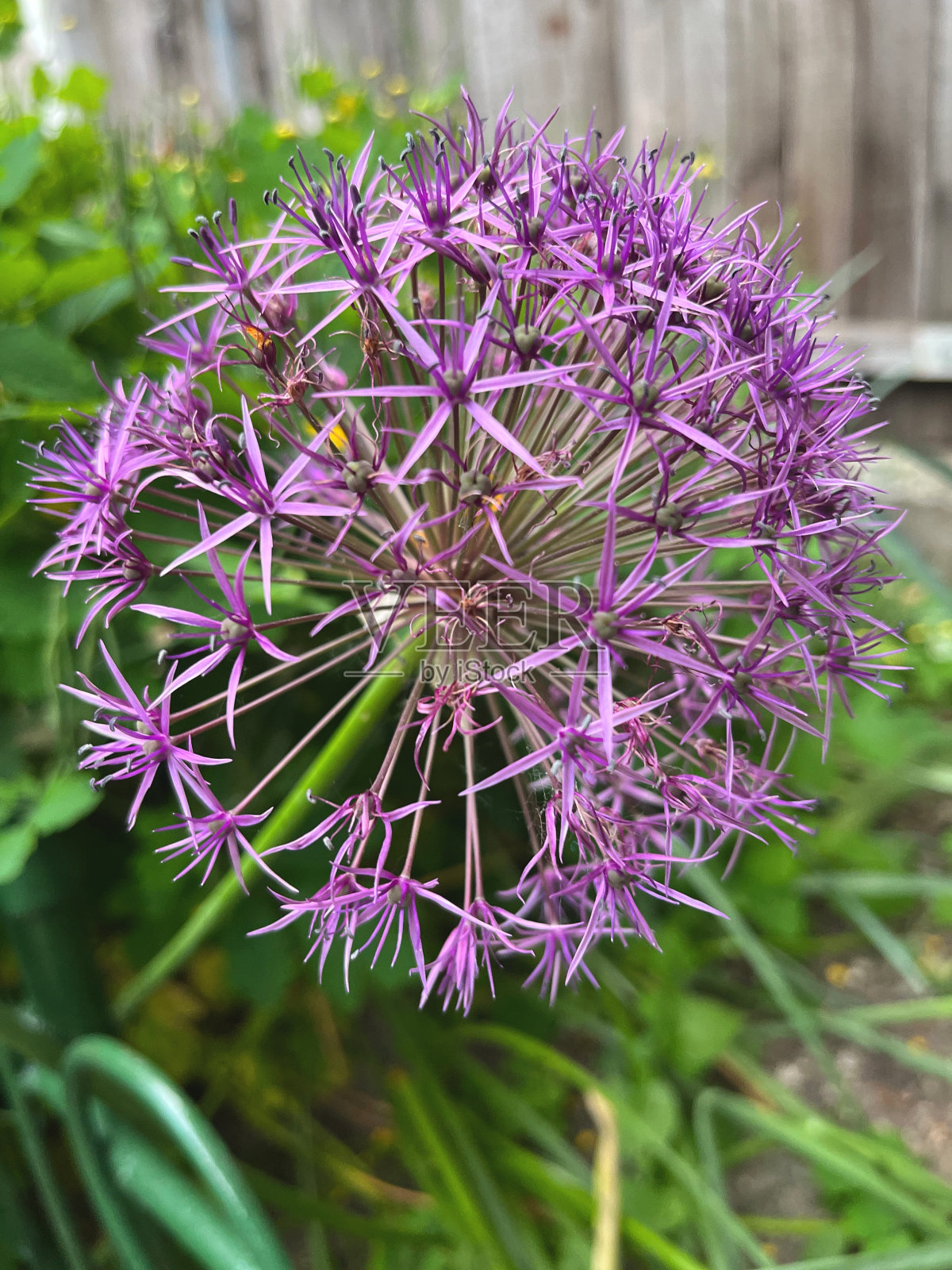 特写的黑蒜花与选择性焦点的前景照片摄影图片