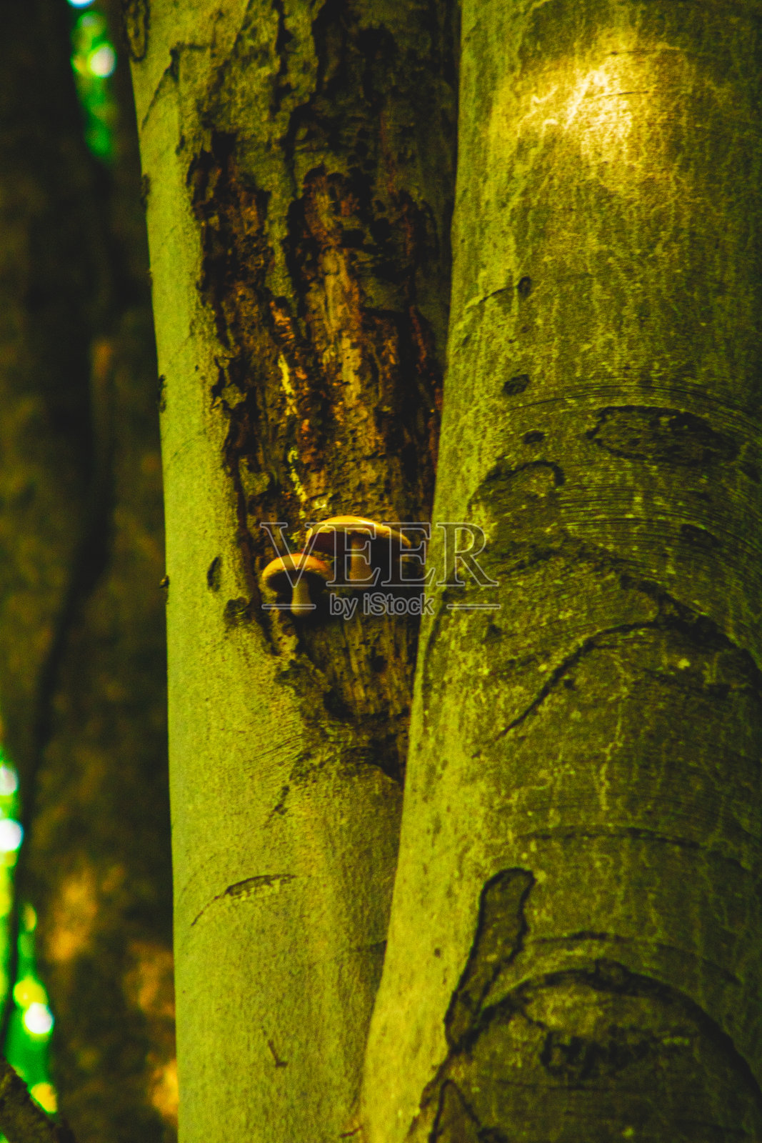 黄色的大蘑菇附着在树上,自然美丽照片摄影图片