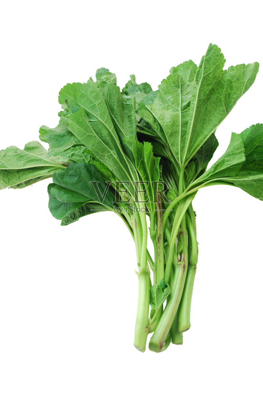 接近新鲜的绿色束锦葵照片摄影图片