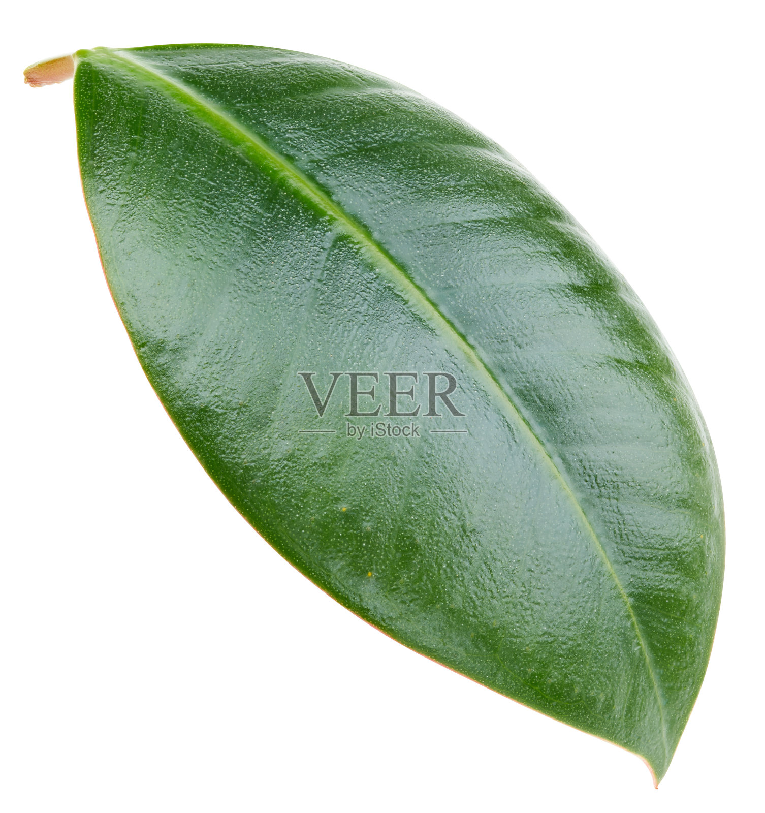 芒果叶分离照片摄影图片