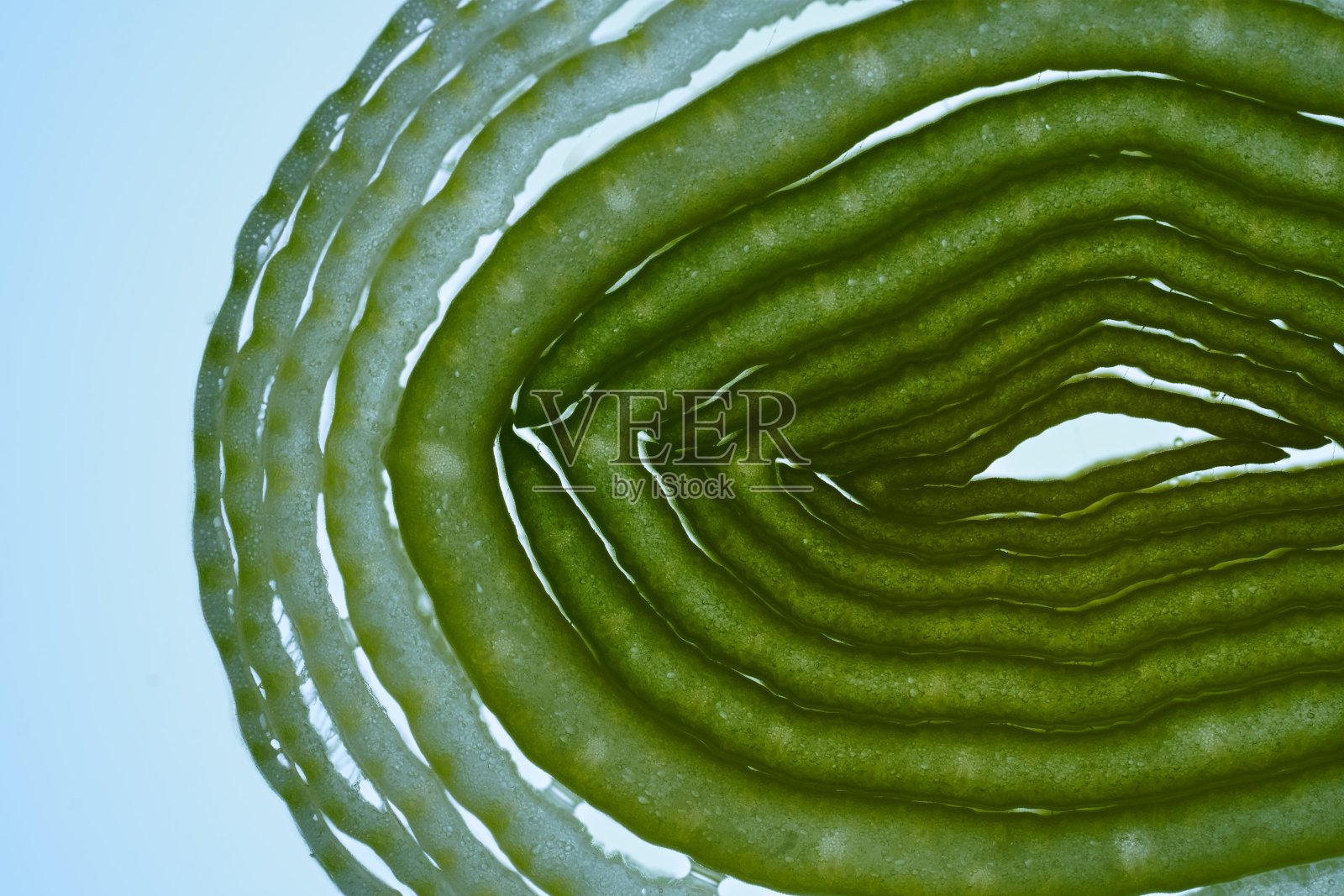 在工作室环境下用背光拍摄的韭菜片的微距镜头。照片摄影图片