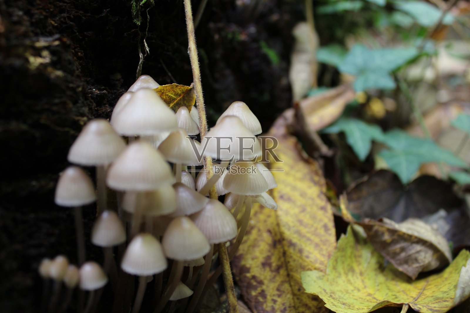 一簇美丽的白色蘑菇从树干上冒出来,被原始森林的自然所包围。照片摄影图片
