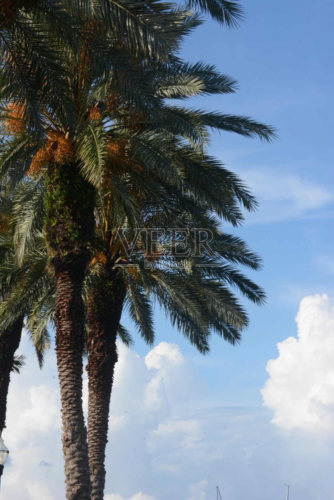 手掌上照片摄影图片