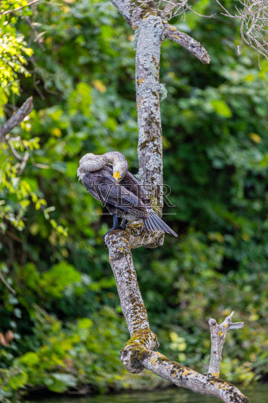 大鸬鹚栖息在树枝上照片摄影图片