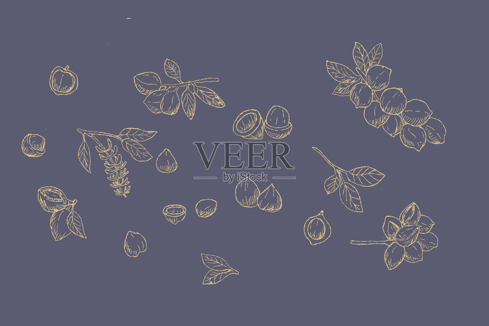 金色背景的澳洲坚果枝和剥去的坚果插画图片素材