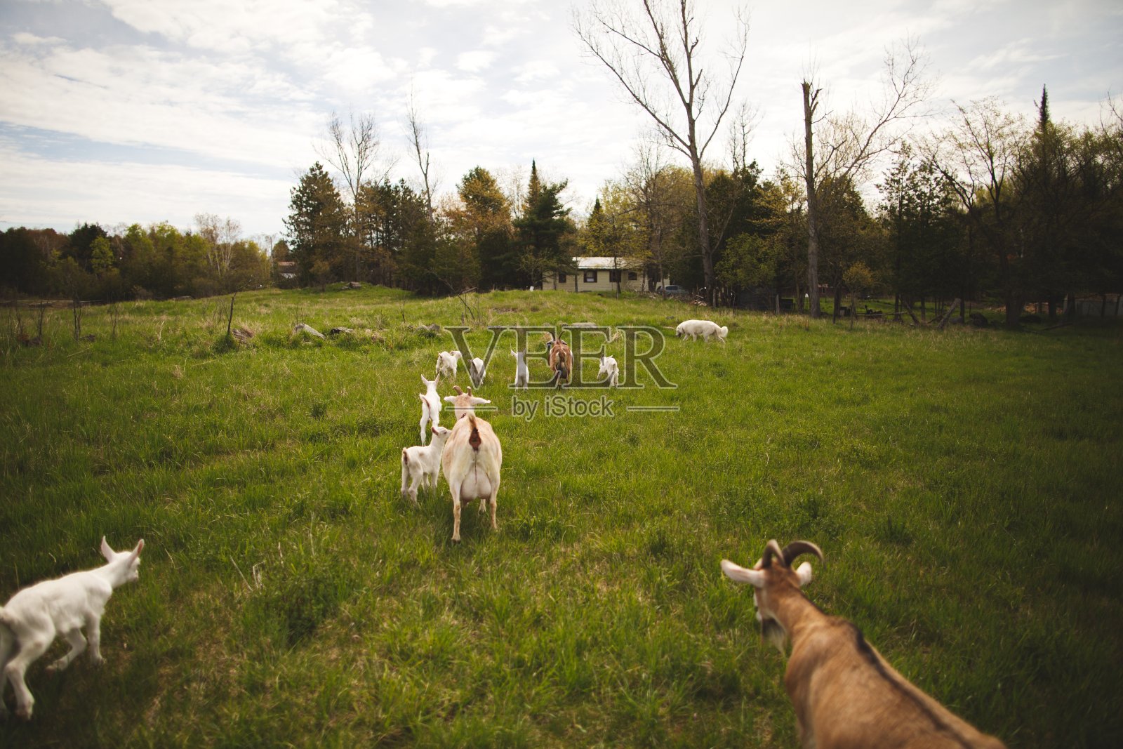加拿大安大略省一个小农场里的小山羊。照片摄影图片