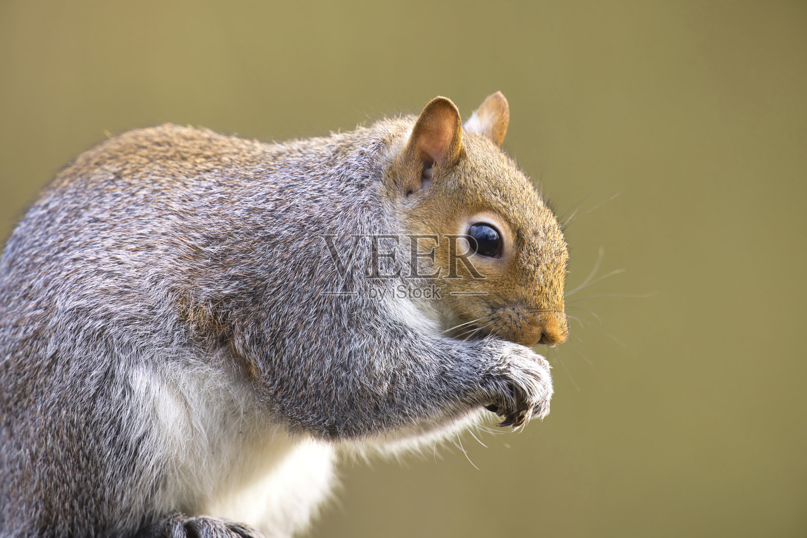 一只灰松鼠的特写照片摄影图片
