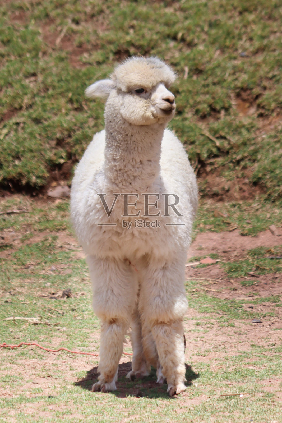 吃成年羊驼照片摄影图片