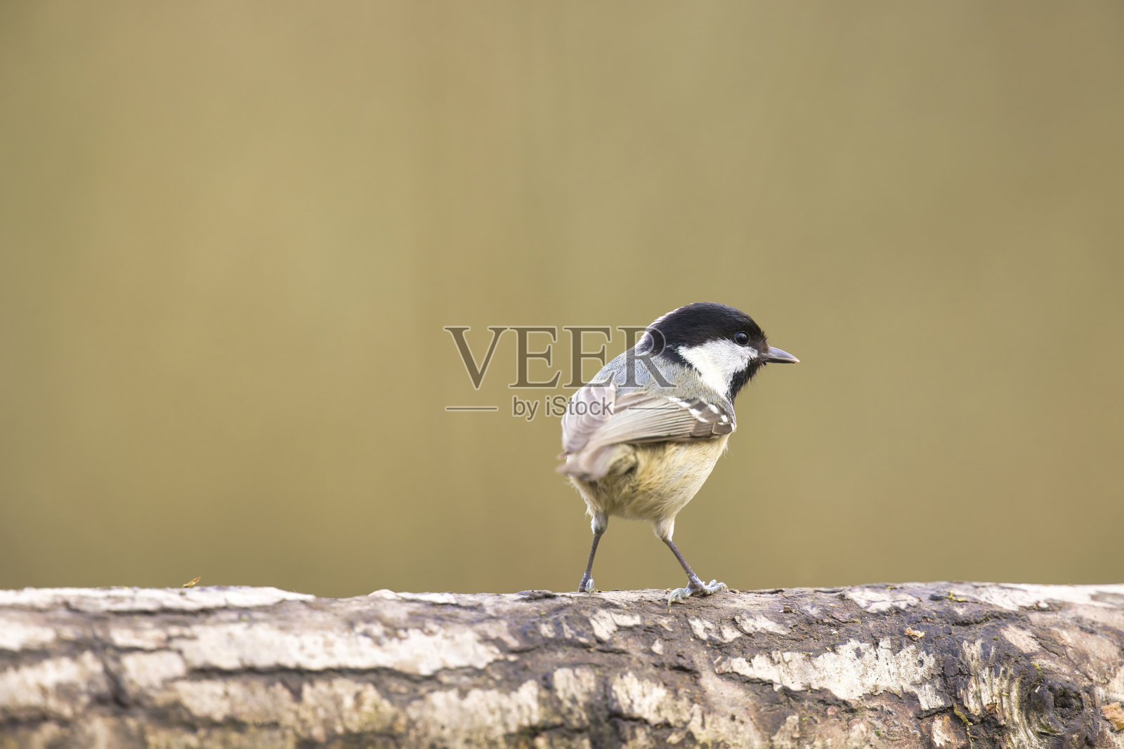 栖息在彭布罗克郡林地的煤山雀照片摄影图片