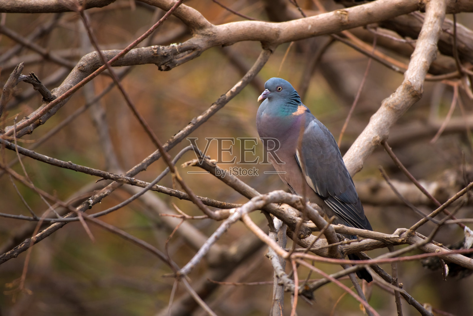 在模糊的背景中,普通的木鸽坐在树枝上照片摄影图片