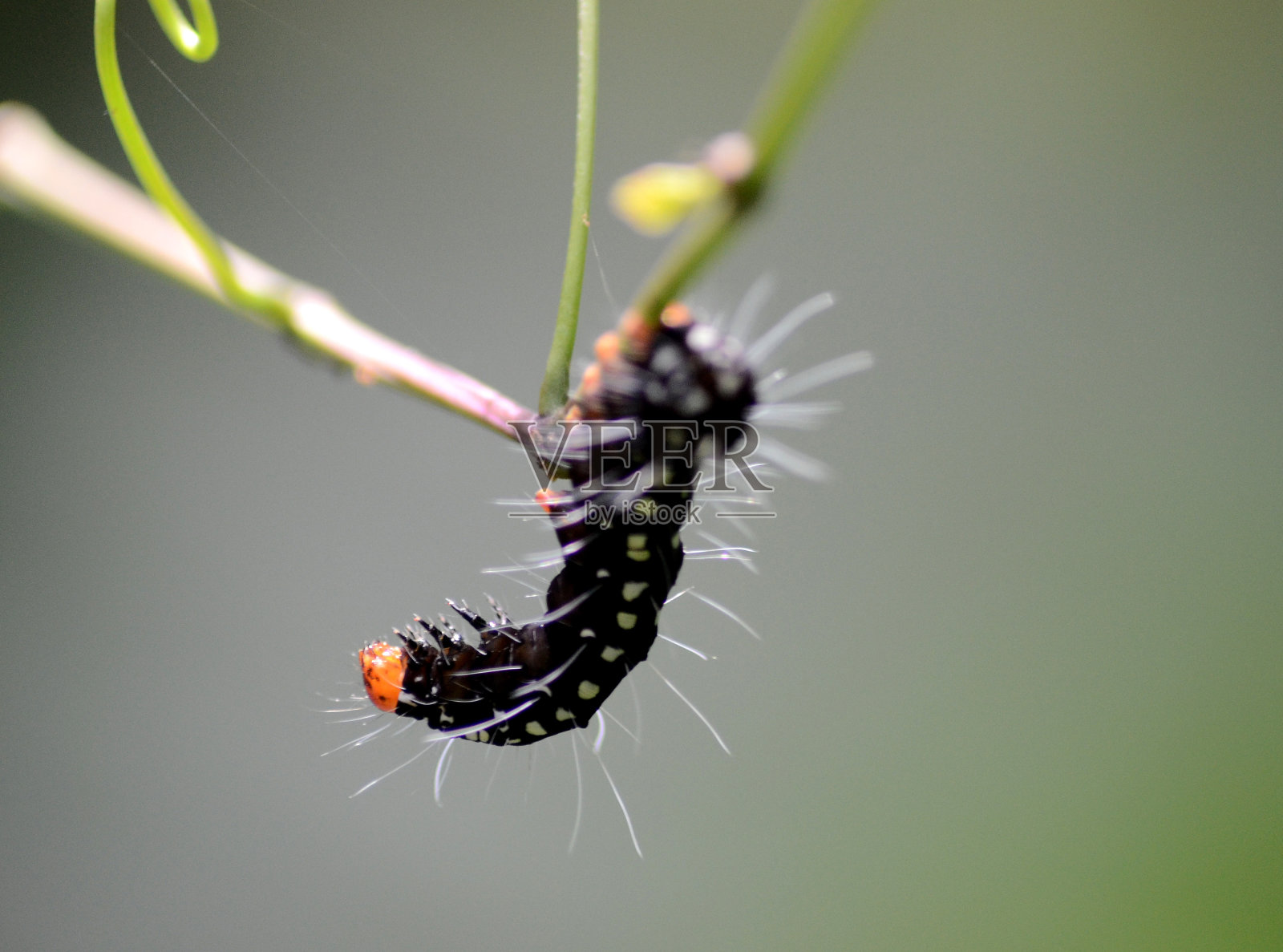 黑橙相间的毛毛虫照片摄影图片