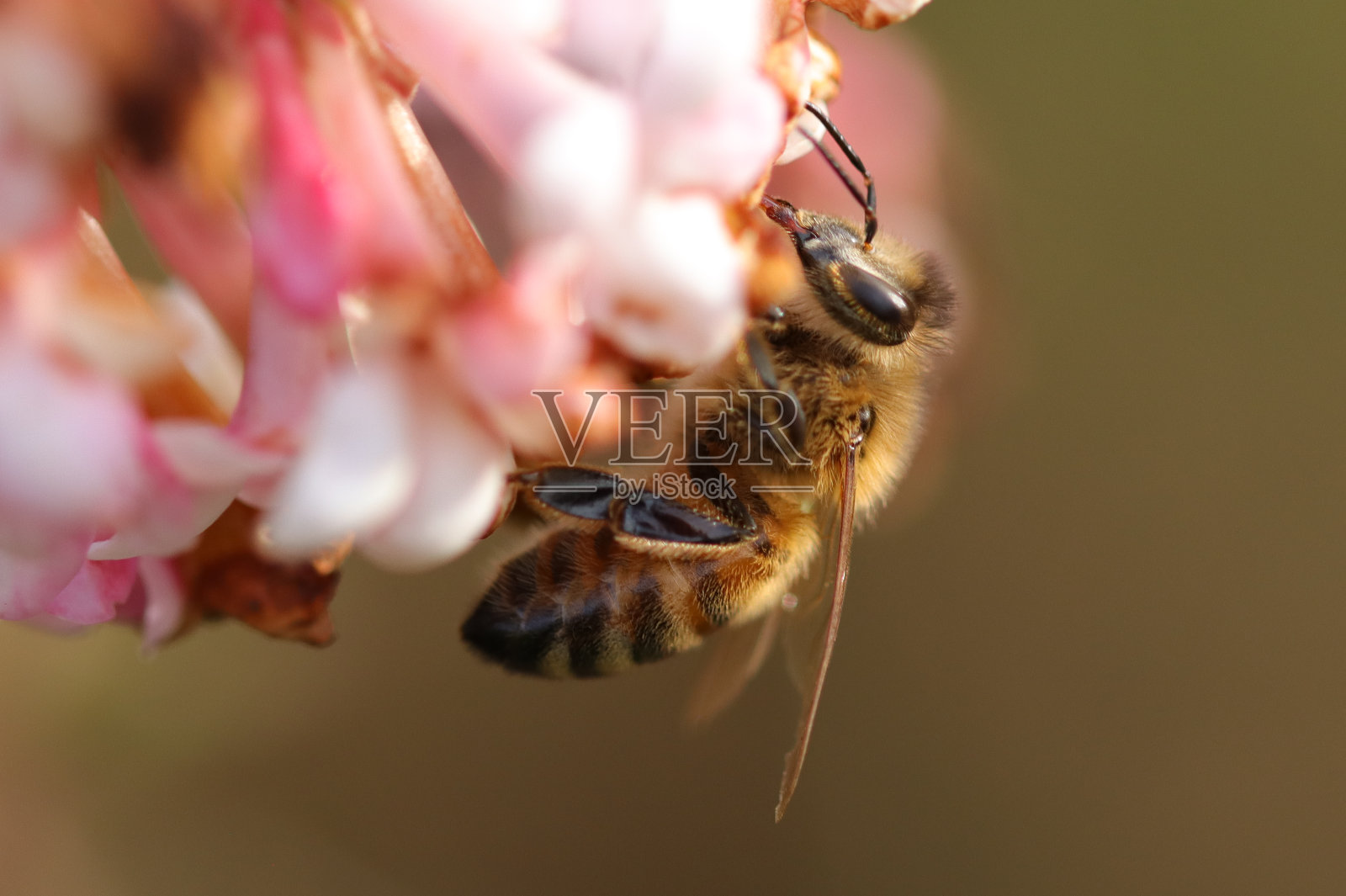 家蝇(蜜蜂)照片摄影图片