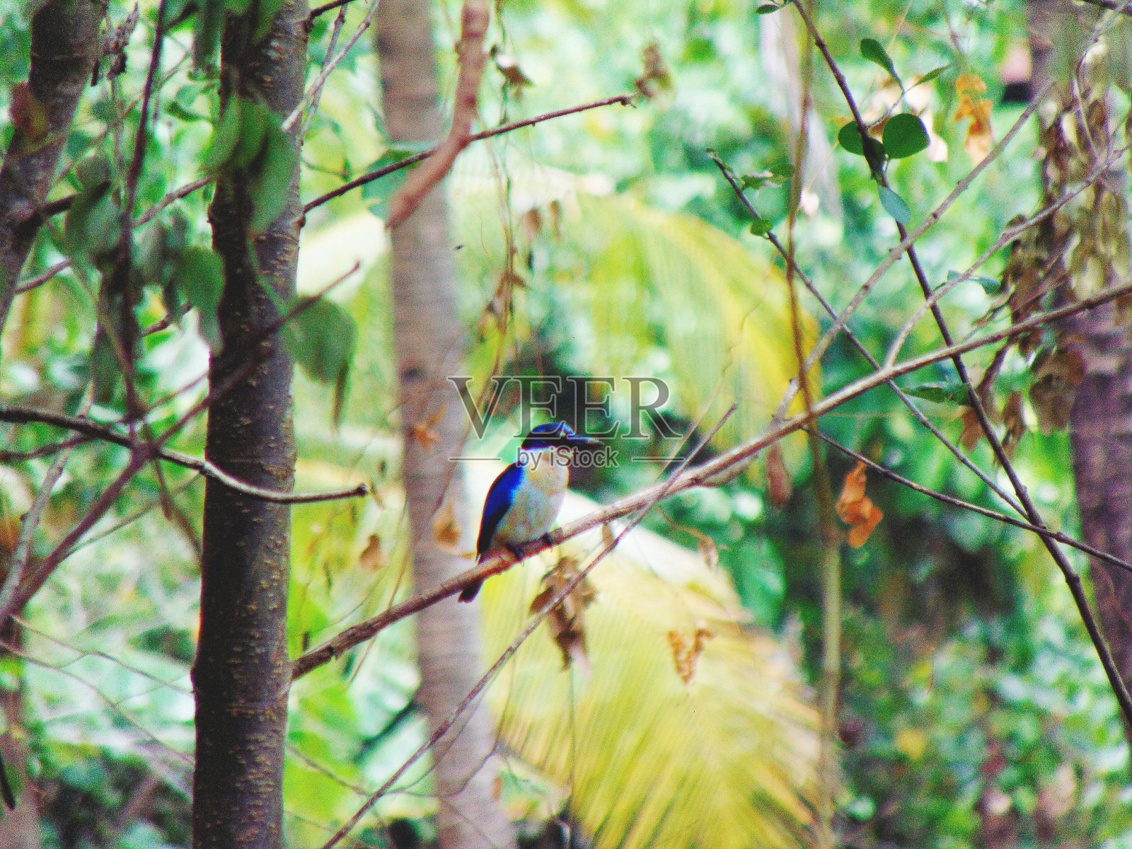鸟儿在树枝上啁啾照片摄影图片