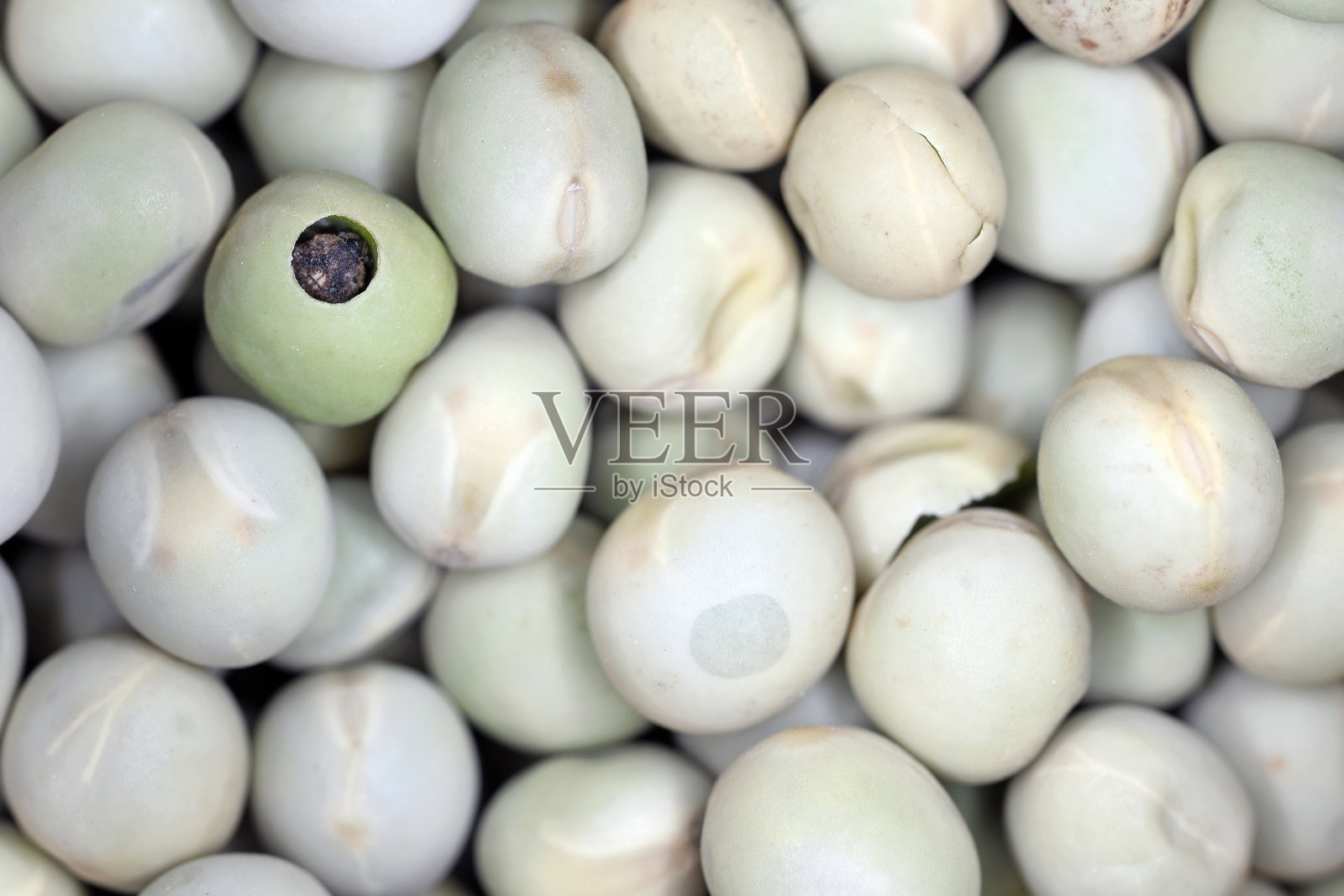 豌豆象甲,豌豆象甲。甲虫在被感染的种子里。宏。照片摄影图片