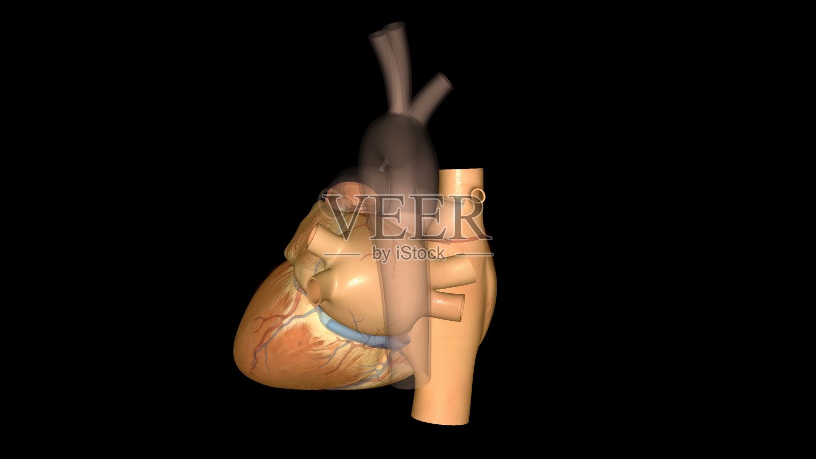心脏是大多数动物的肌肉器官。这个器官通过循环系统的血管输送血液照片摄影图片