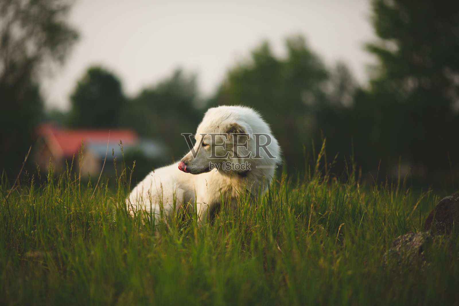 在加拿大安大略省的山羊农场里,一只名叫玛雷玛的牧羊犬,周围是绿色的环境照片摄影图片