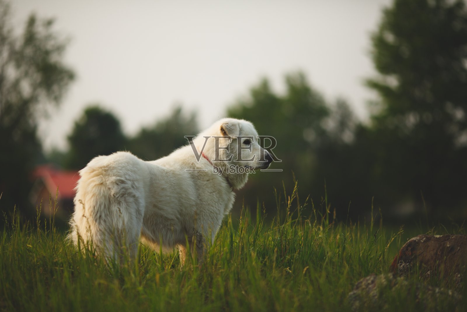 在加拿大安大略省的山羊农场里,一只名叫玛雷玛的牧羊犬,周围是绿色的环境照片摄影图片