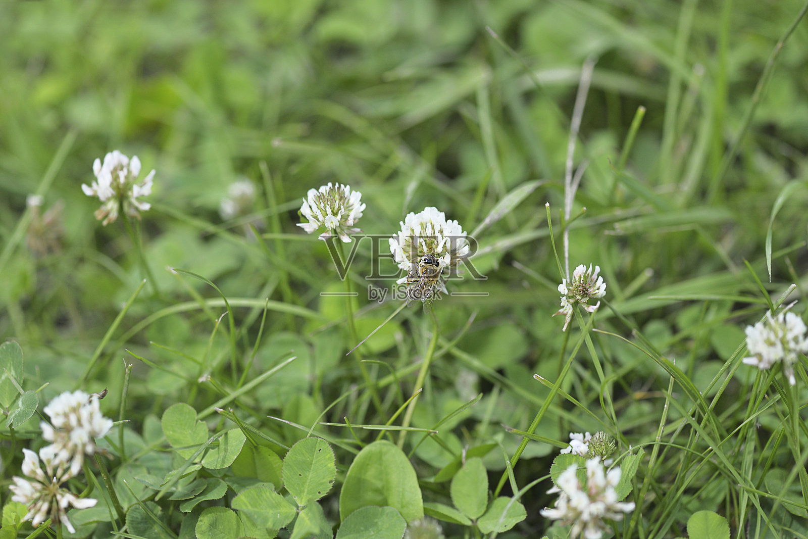 接近草地盛开的白三叶草花和蜜蜂照片摄影图片