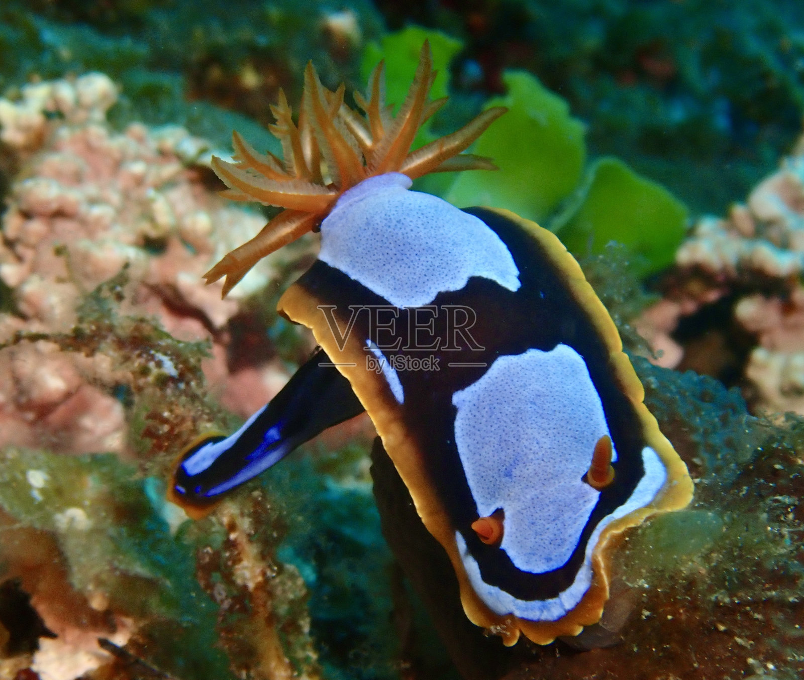 蓝、黑、橙相间的裸鳃西洋鱼照片摄影图片