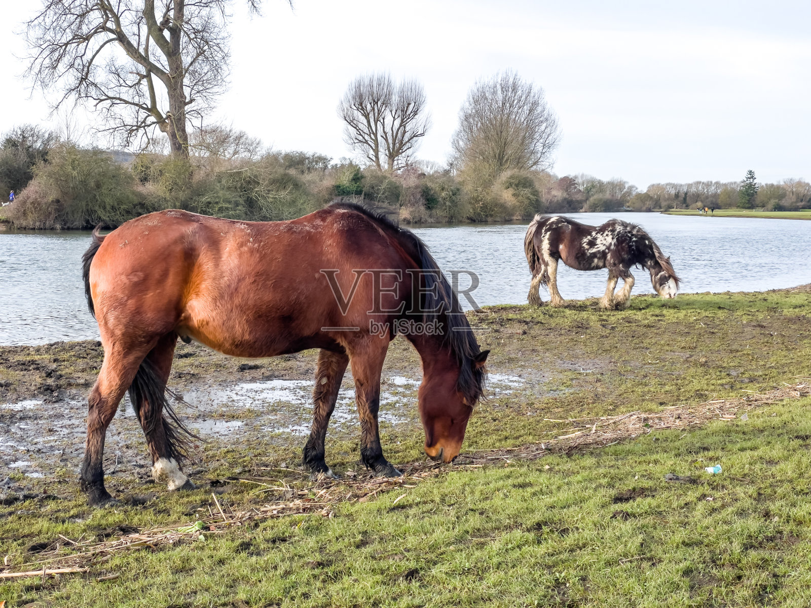 马和花斑矮种马在日落时分在牛津港草地吃草照片摄影图片