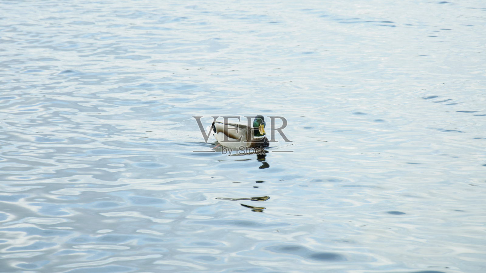 美丽的天鹅,鸭子,海鸥在冬天在河上游泳照片摄影图片