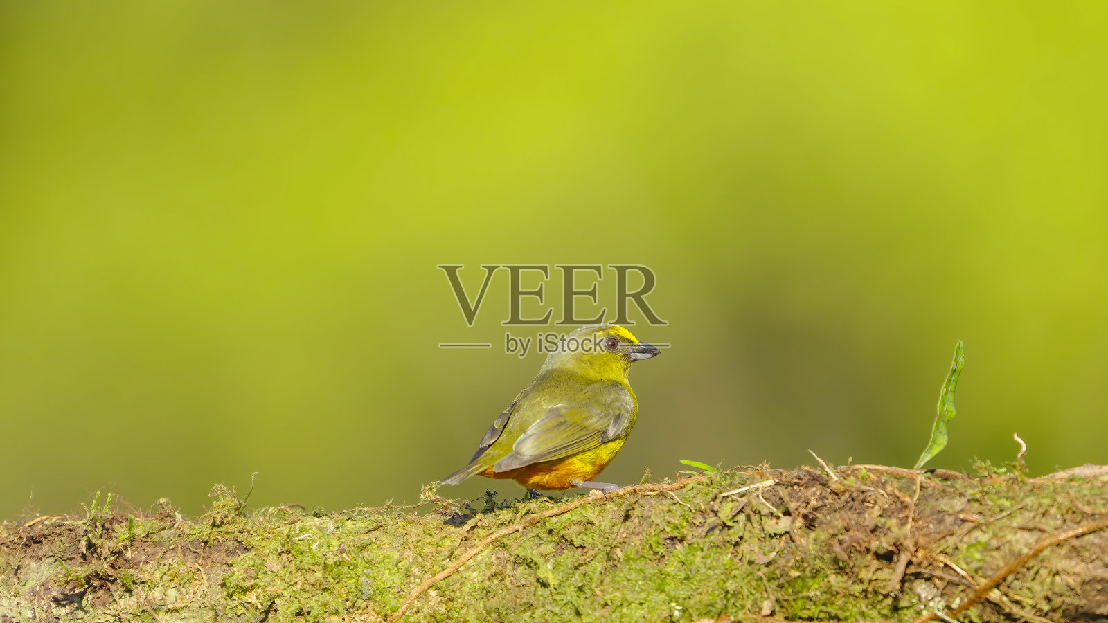 一只雄性橄榄背大戟栖息在树枝上照片摄影图片