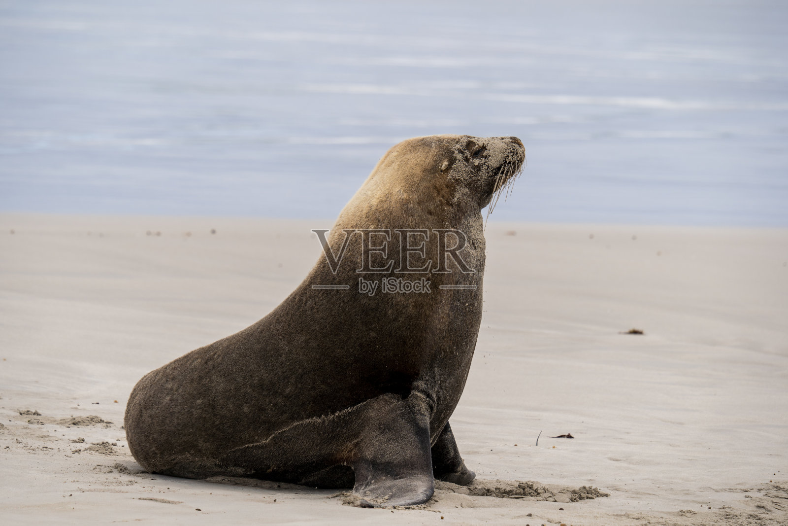 袋鼠岛海豹湾保护公园的澳大利亚海狗照片摄影图片