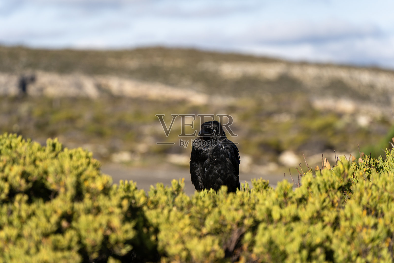 一只乌鸦栖息在灌木丛中照片摄影图片