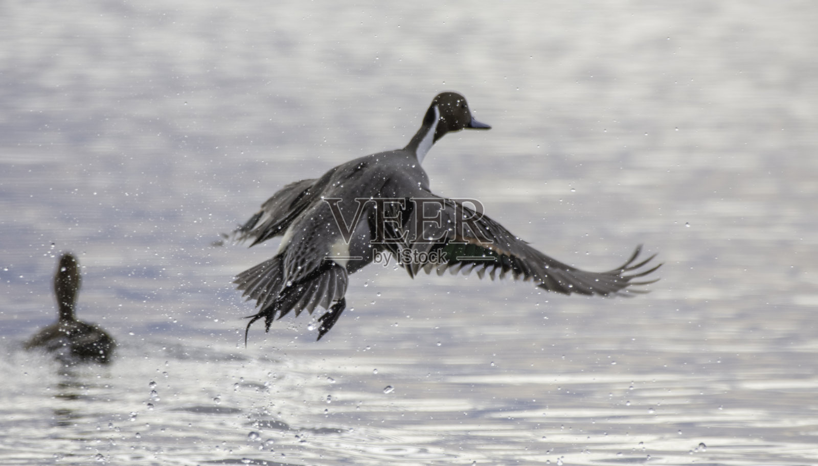鸭子下水照片摄影图片